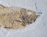 Diplomystus dentatus COPE 1877 - Bild © FossNet FossilienStore